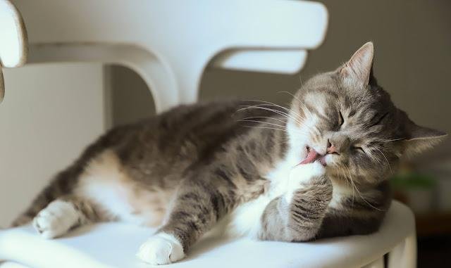HAIRBALLS IN CATS | SYMPTOMS AND TREATMENT |