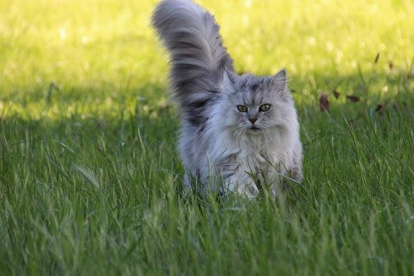 WHY DO CATS EAT GRASS?