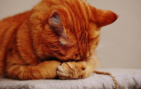 Detecting Illness in Cats: Signs and Symptoms to Watch Out For